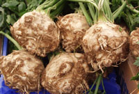 rotselleri rotselleri