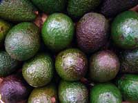 Avokados