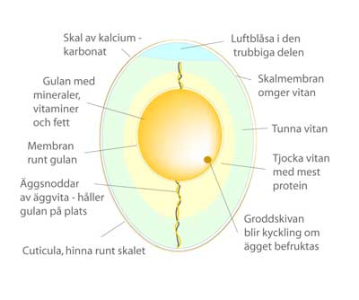 Fakta om ägg