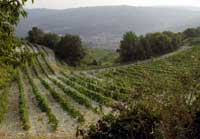 Amarone Valpolicella Amarone Valpolicella